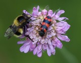 180603-hummelwaldschwebfliege (volucella bombylans)+bienenkaefer (trichodes spec.)30-.jpg